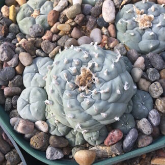 Lophophora caespitosa cactus shown in pot