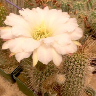 Trichocereus huascha cactus shown flowering