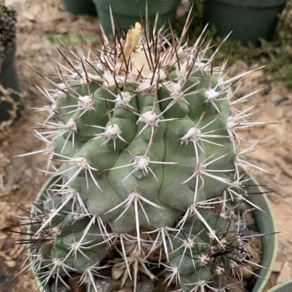 Copiapoa echinata cactus shown flowering