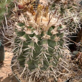 Copiapoa bridgesii cactus shown in pot