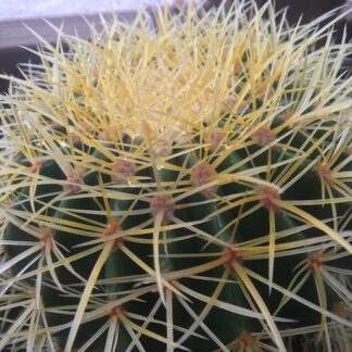 Echinocactus grusonii cactus shown flowering