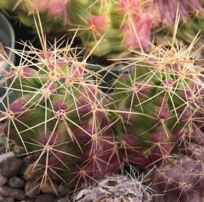 Echinocereus cinerascens cactus shown in pot