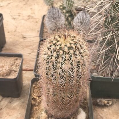 Echinocereus reichenbachii cactus shown in pot