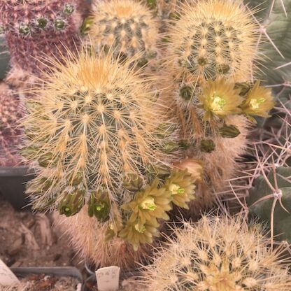 Echinocereus russanthus cactus shown flowering