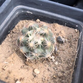 Escobaria hesteri cactus shown in pot
