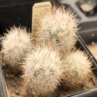 Escobaria sneedii cactus shown in pot