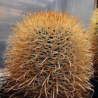 Ferocactus chrysacanthus cactus shown in pot