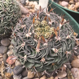 Stenocactus dichroacanthus cactus shown flowering
