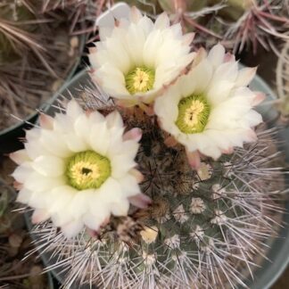 Acanthocalycium sp cactus shown flowering