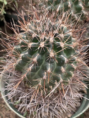 Ancistrocactus brevihamatus cactus shown in pot