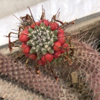 Mammillaria poselgeri cactus shown in pot