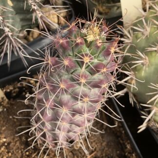 Mammillaria poselgeri cactus shown in pot