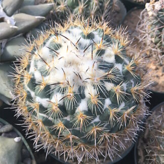 Coryphantha pallida cactus shown in pot