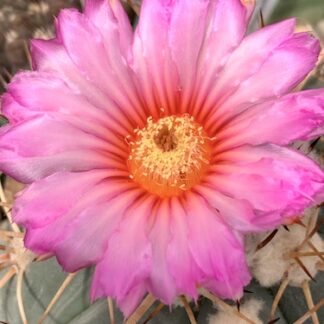 Echinocactus horizonthalonius cactus shown flowering