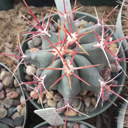 Ferocactus peninsulae cactus shown in pot