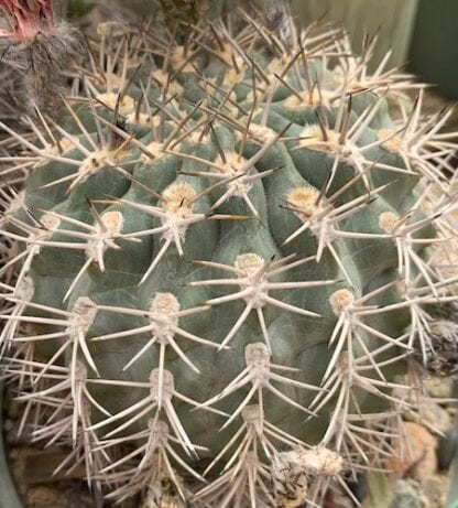 Lobivia thionantha cactus shown in pot