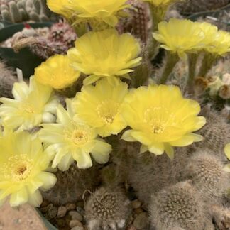 Notocactus 'Parodia' leprosorum cactus shown flowering