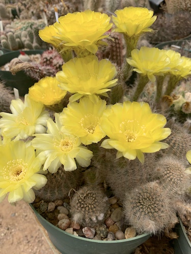 Notocactus 'Parodia' leprosorum cactus shown flowering