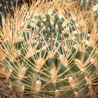 Pyrrhocactus umadeave cactus shown in pot
