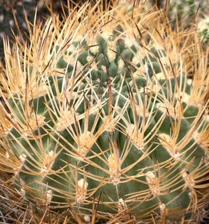 Pyrrhocactus umadeave cactus shown in pot