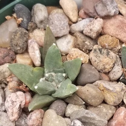 Ariocarpus retusus cactus shown in pot