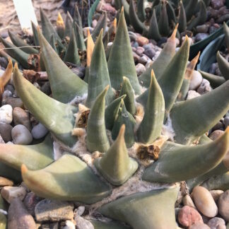 Ariocarpus trigonus cactus shown in pot