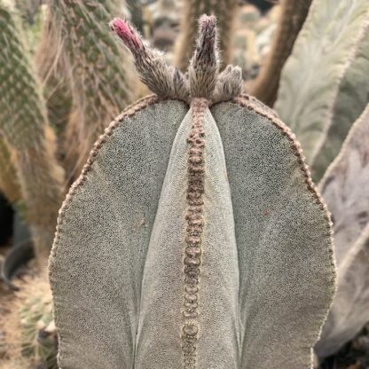 Astrophytum myriostigma cactus shown flowering