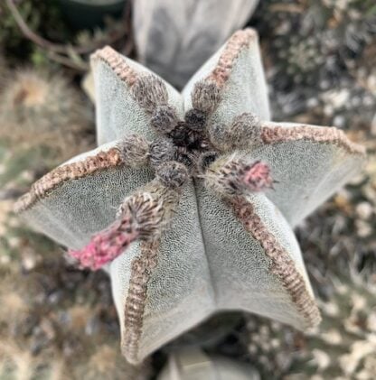 Astrophytum myriostigma cactus shown in pot