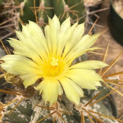 Astrophytum ornatum cactus shown flowering