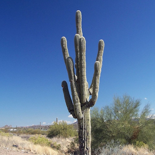 Carnegiea gigantea cactus shown in pot