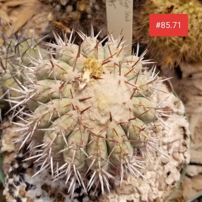 Copiapoa lembckei cactus shown flowering