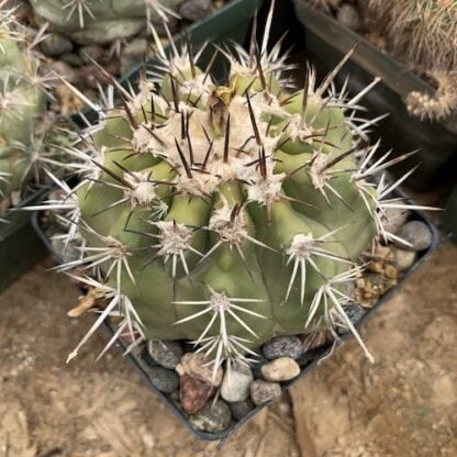 Copiapoa alticostata cactus shown flowering