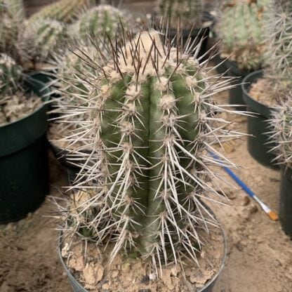 Copiapoa bridgesii cactus shown in pot