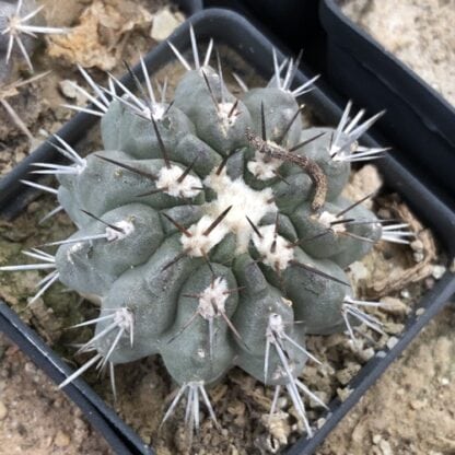 Copiapoa cuprea cactus shown in pot
