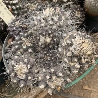Copiapoa humilis cactus shown in pot