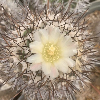 Copiapoa multicolor cactus shown flowering