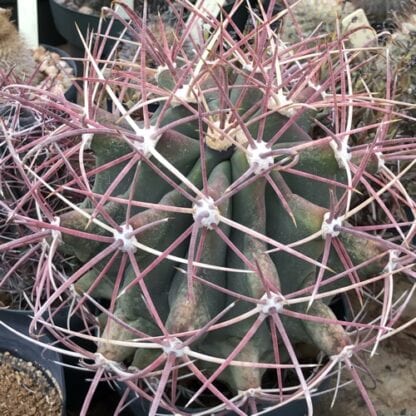 Ferocactus emoryi cactus shown flowering