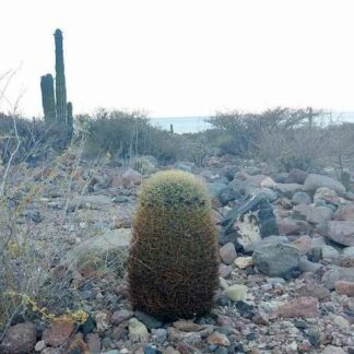 Ferocactus johnstonianus cactus shown flowering