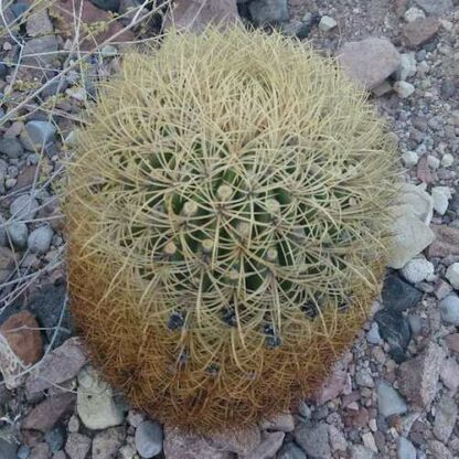 Ferocactus johnstonianus cactus shown in pot