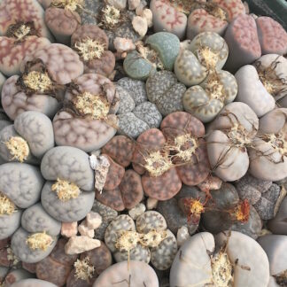 Lithops mix, wholesale sold in grams mesemb shown flowering