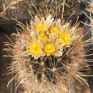 Ancistrocactus brevihamatus cactus shown flowering