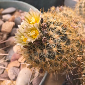 Ancistrocactus megarhizus cactus shown flowering