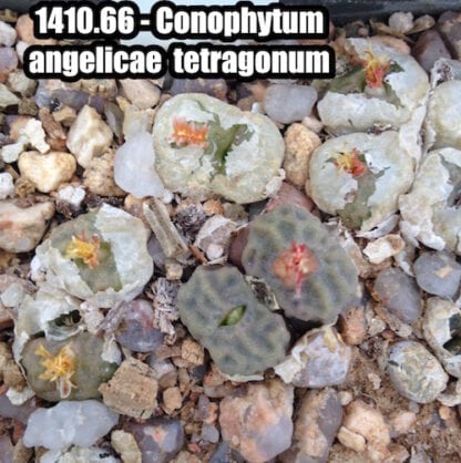 Conophytum angelicae mesemb shown in pot