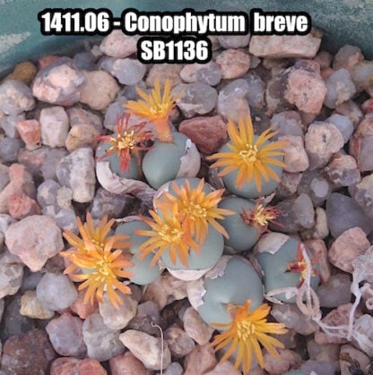 Conophytum breve mesemb shown in pot