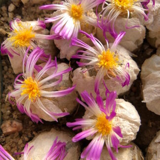Conophytum burgeri mesemb shown flowering