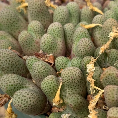 Conophytum marginatum mesemb shown flowering