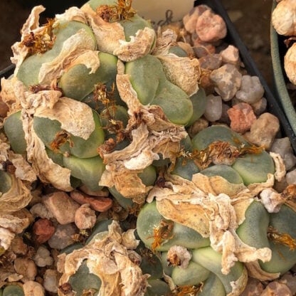 Conophytum phoeniceum mesemb shown in pot