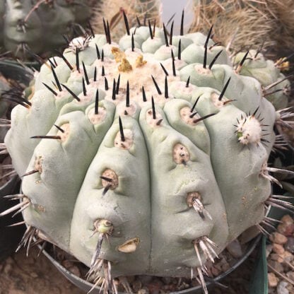 Copiapoa cinerea cactus shown flowering