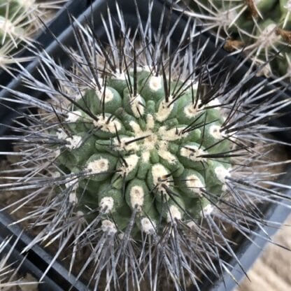 Neoporteria wagenknechtii cactus shown in pot