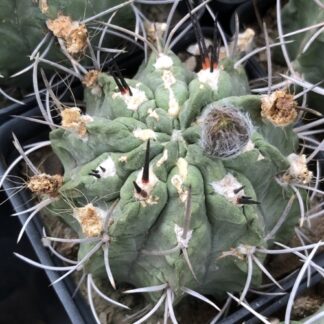 Neoporteria paucicostata cactus shown flowering